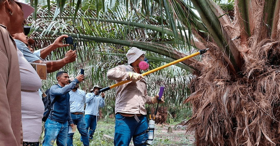 ACEITE DE PALMA: Sus Beneficios