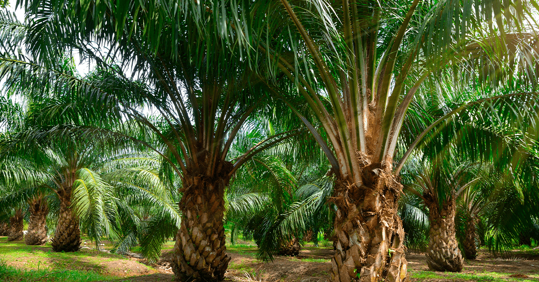 4 COSAS QUE DEBES SABER SOBRE EL ACEITE DE PALMA