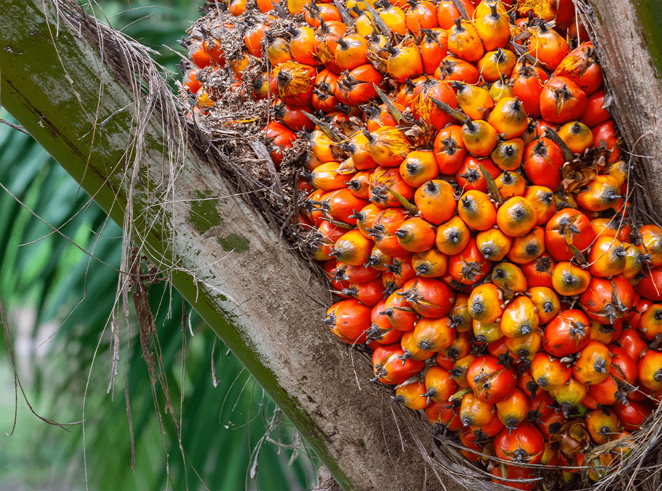 fruta-palma-de-aceite
