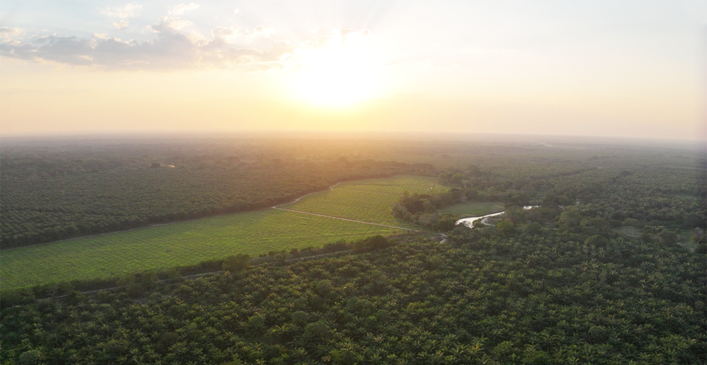 Gremca recibió certificado ISCC Corsia, siendo la primera empresa productora de palma de aceite en el mundo en alcanzar este logro.