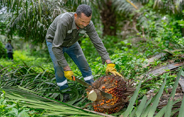 palmicultura_colombia